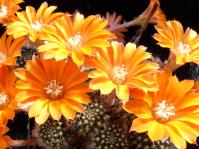 Thumbnail of 0397_Rebutia flavistyla_20120520_01(1).jpg